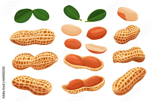 variety of peanuts Raw shelled peanuts of different shapes stand vertically isolated on white background.