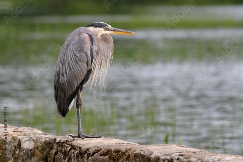 great blue heron