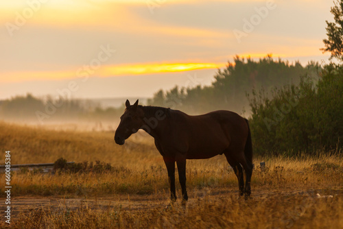 Horse in a hayfield at sunrise