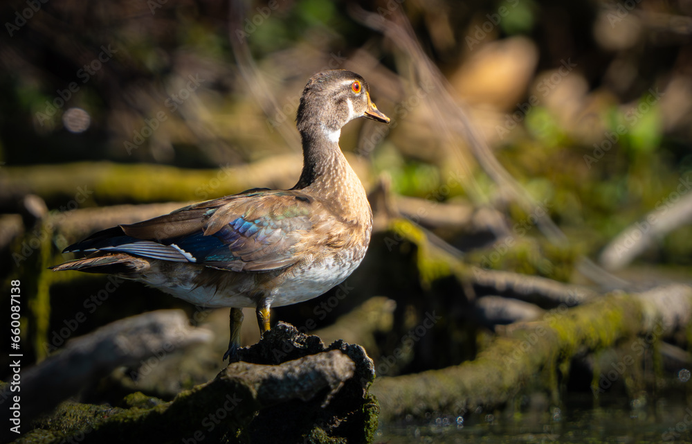 Fototapeta premium Female Wood Duck sitting on a log at sunrise on a summer morning next to lake in Fishers, Indiana.