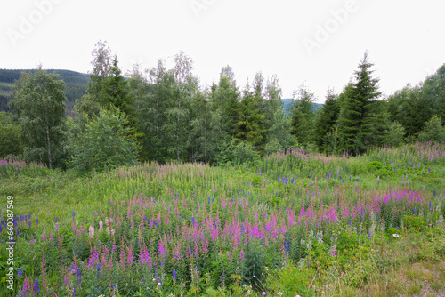 Landscape with wild flowers, forest and mountain in Telemark, Norway
