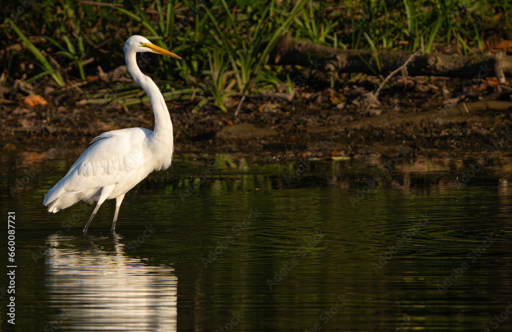 Great Egret stalking fish in a creek during morning hours, Fishers, Indiana, Summer. Great Egret stalking fish in a creek during morning hours, Fishers, Indiana, Summer.