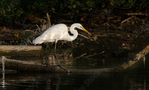 Great Egret stalking fish in a creek during morning hours, Fishers, Indiana, Summer. 