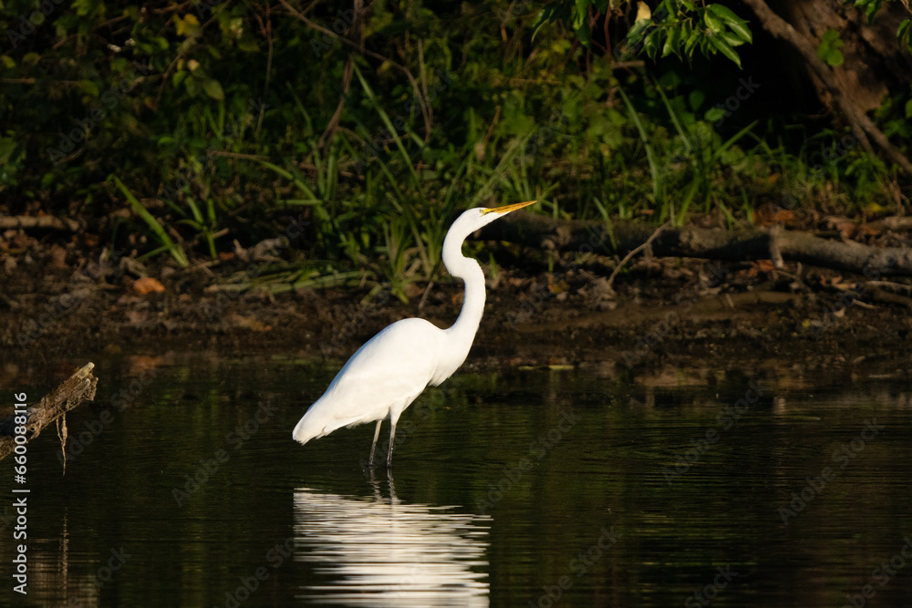 Great Egret stalking fish in a creek during morning hours, Fishers, Indiana, Summer. Great Egret stalking fish in a creek during morning hours, Fishers, Indiana, Summer.