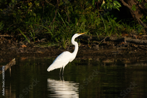 Great Egret stalking fish in a creek during morning hours, Fishers, Indiana, Summer. 