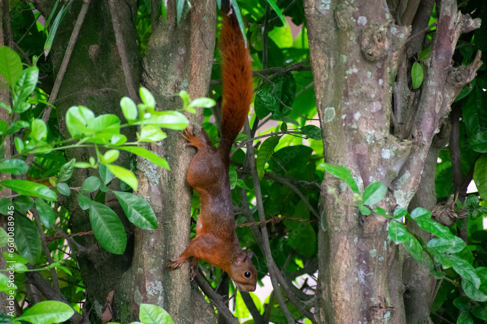 squirrel in the forest