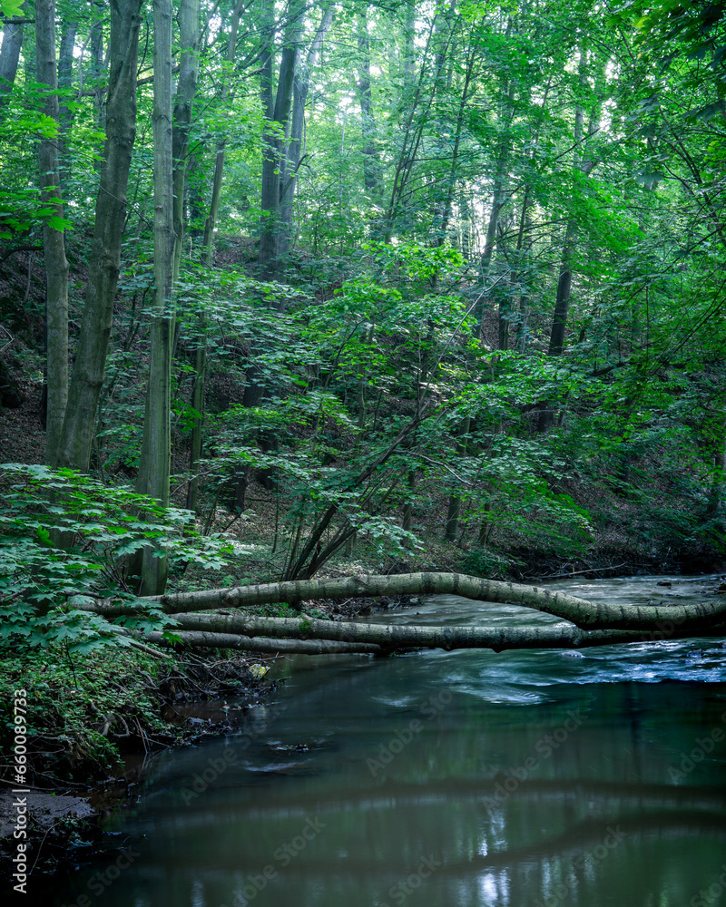 fallen logs over a calm creek in green hilly forest fallen logs over a calm creek in green hilly forest