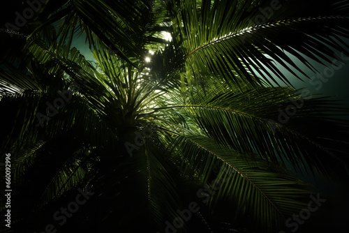 Photo of Green Palm Tree