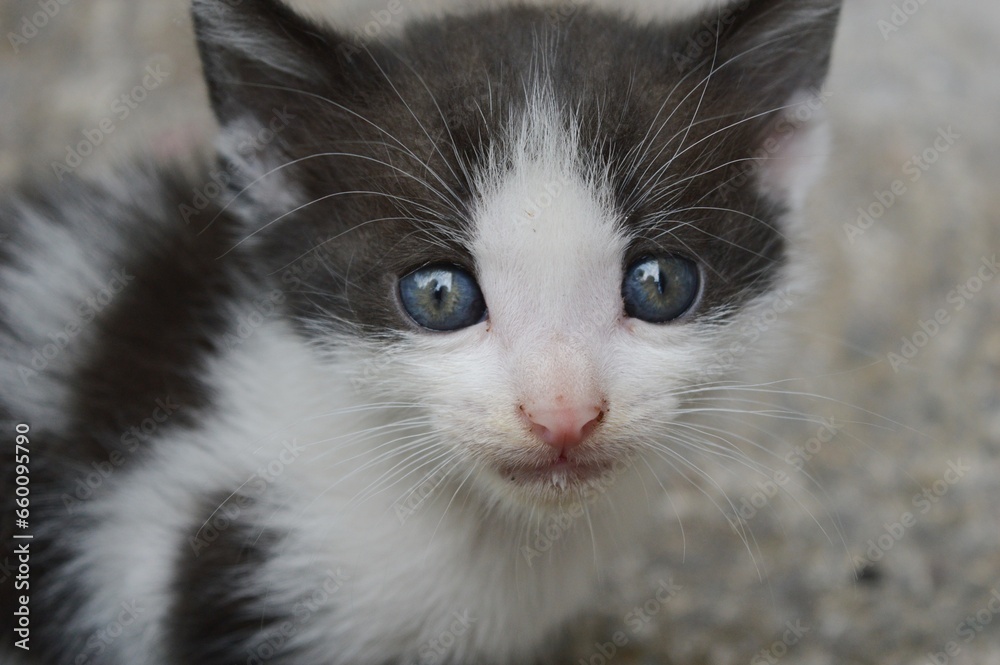 a little kitten with blue eyes