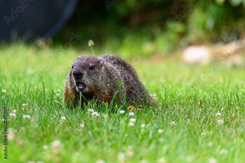 Groundhog eating grass