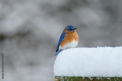 Bluebird in Snow