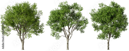 Tropics greenery trees set isolated on transparent backgrounds 3d rendering png
