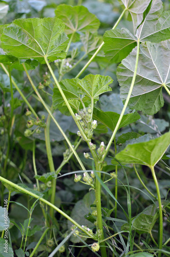 Mallow, Malva pusilla, Malva rotundifolia grows in nature in summer photo