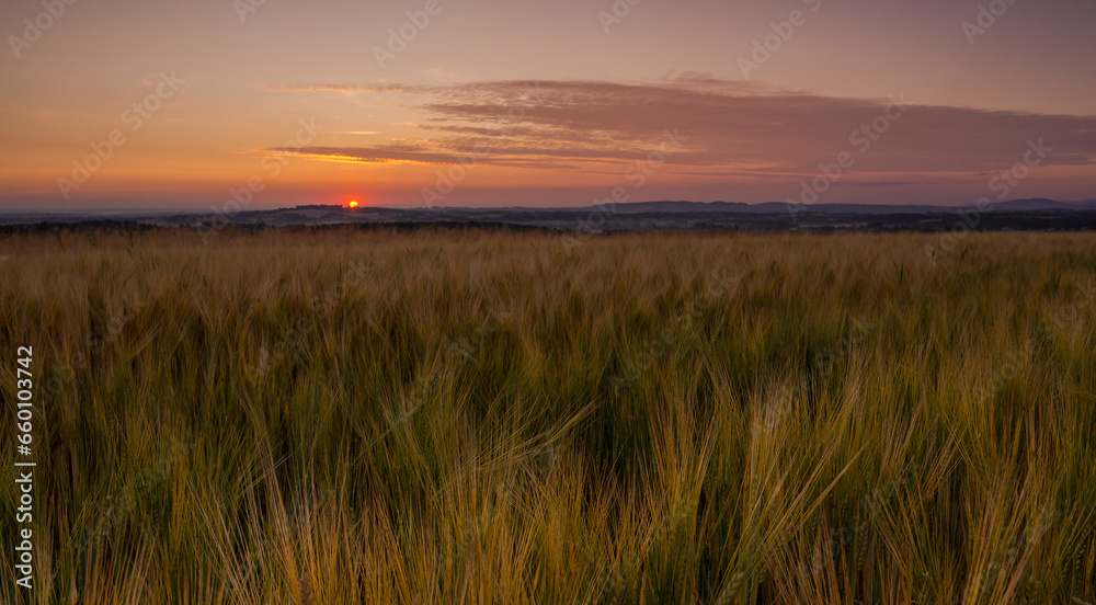 Barley field at sunrise