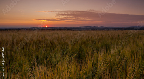 Barley field at sunrise