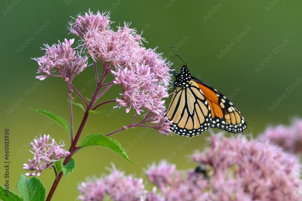 monarch butterfly on flower monarch butterfly on flower