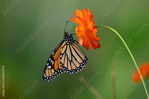 monarch butterfly on flower