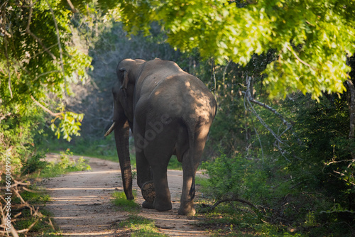 A wild elephant wandering in a national park