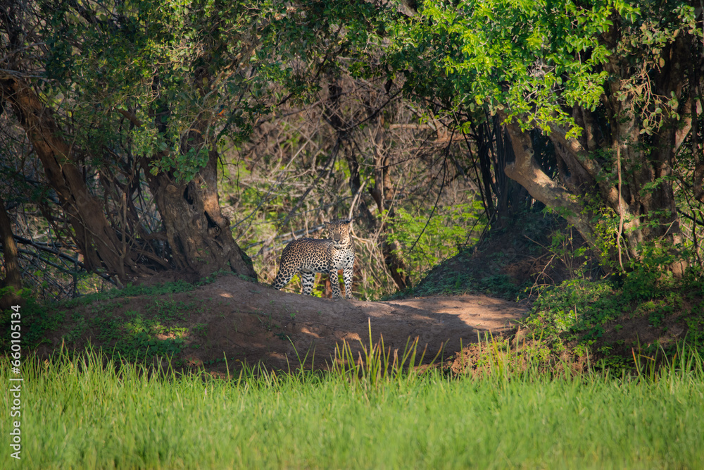 An elusive leopard in Yala National Park, Sri Lanka An elusive leopard in Yala National Park, Sri Lanka