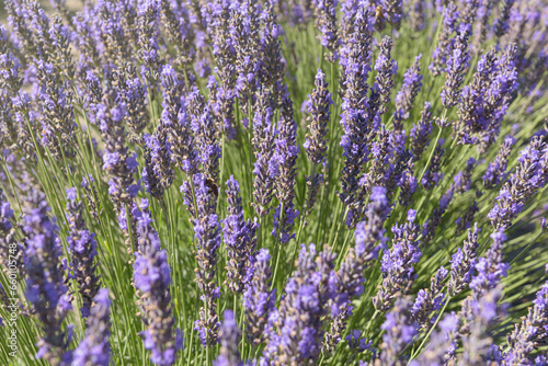 Smelling lavender. Colorful fresh purple aromatic plants in blossom. Field of flawors. Natural background. Wallpaper