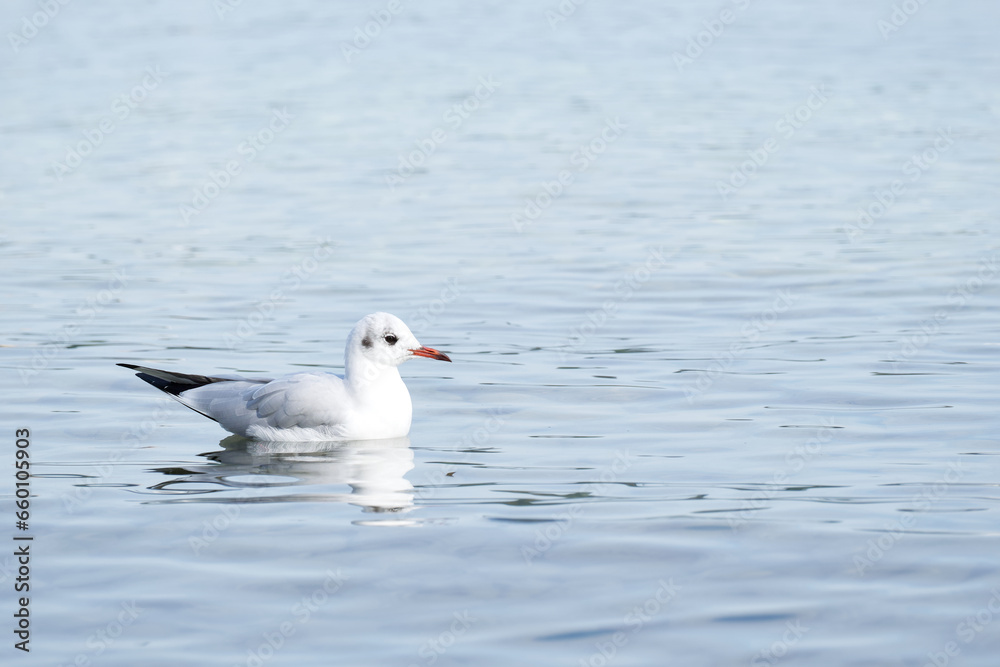 white seagull is floating on water white seagull is floating on water