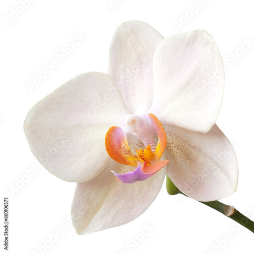 White Phalaenopsis Orchid isolated on a transparent background