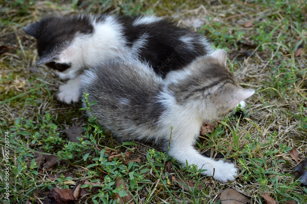 two little kittens are playing two little kittens are playing