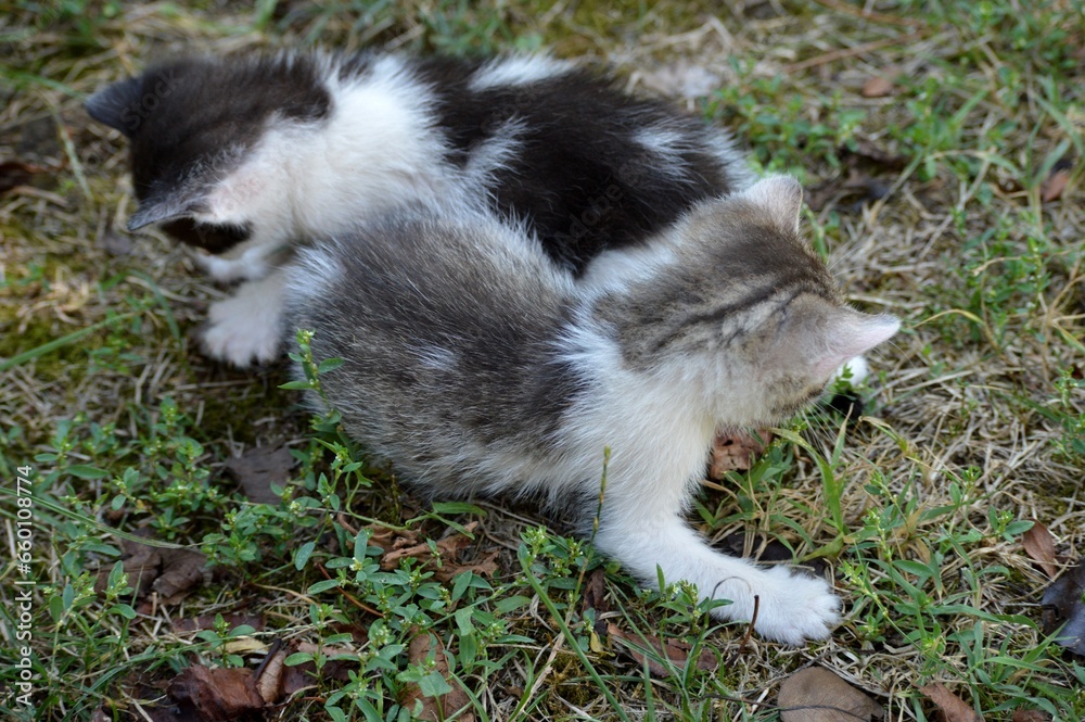 two little kittens are playing