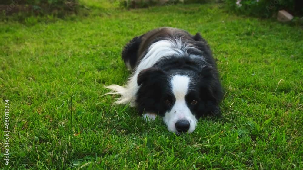 Dog walking. Pet activity. Cute dog border collie lying down on grass in park. Puppy dog with funny face walking in sunny summer day outdoor. Happy funny emotional dog