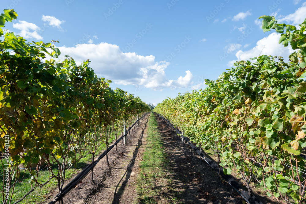Rows of Grapes Underneath a Golden Sun