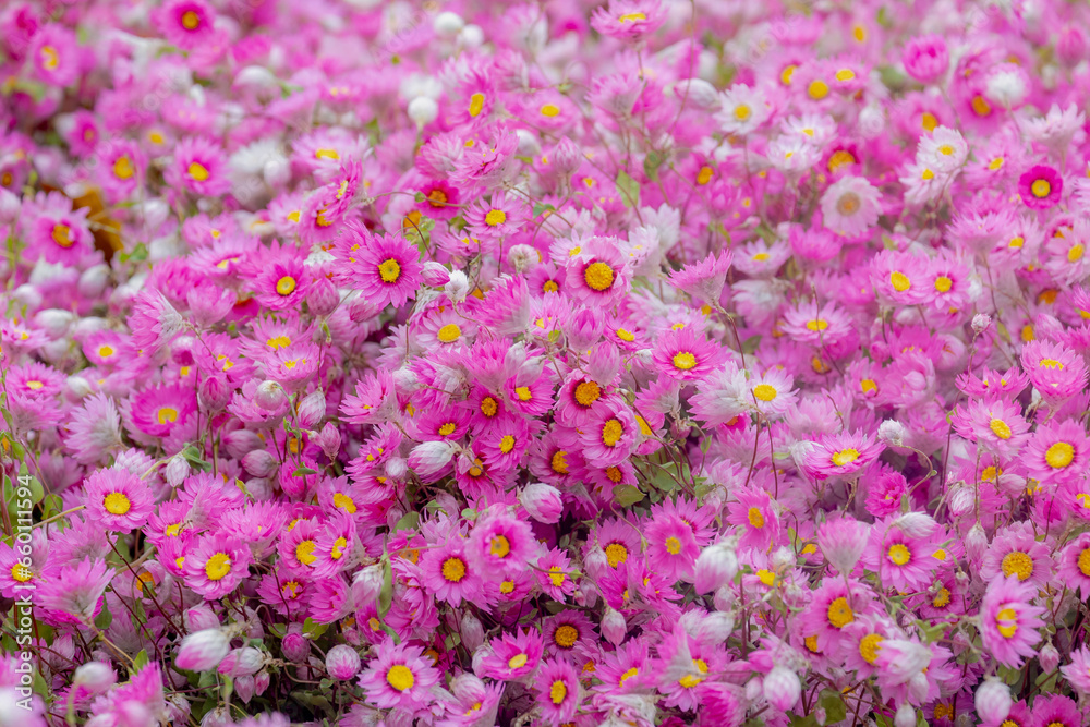 Obraz premium Selective focus of bunch or bouquet pink flowers (Rhodanthe) Sunray or pink paper daisy is a genus of Australian plants in the tribe Gnaphalieae within the family Asteraceae, Nature floral background.