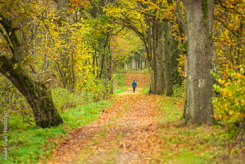 Woman walks in a forest in autumn colors
