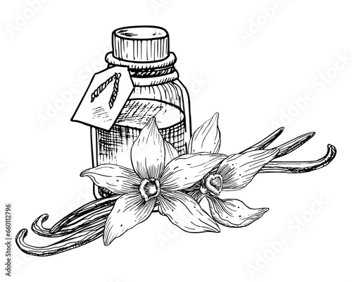 Vanilla Essential Oil with flowers and sticks. Hand drawn vector illustration of vintage transparent Bottle for aroma therapy on white isolated background. Line art retro flacon for cosmetic flavor