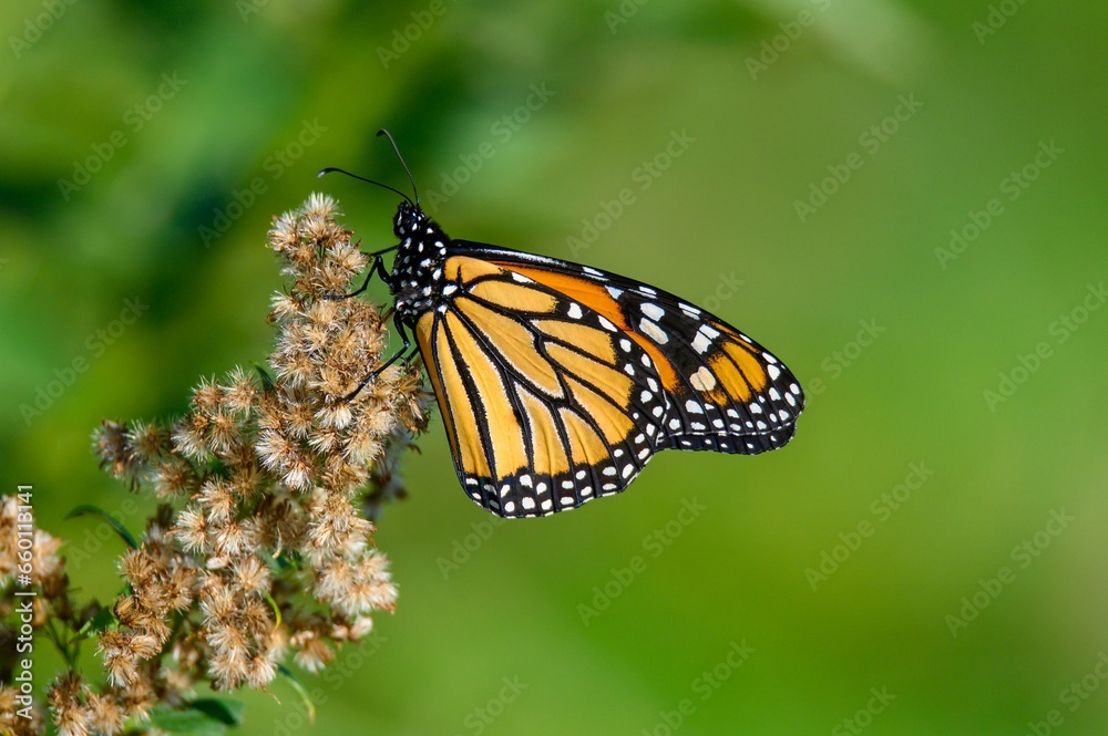 monarch butterfly on a flower monarch butterfly on a flower