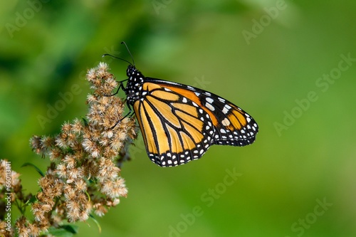 monarch butterfly on a flower