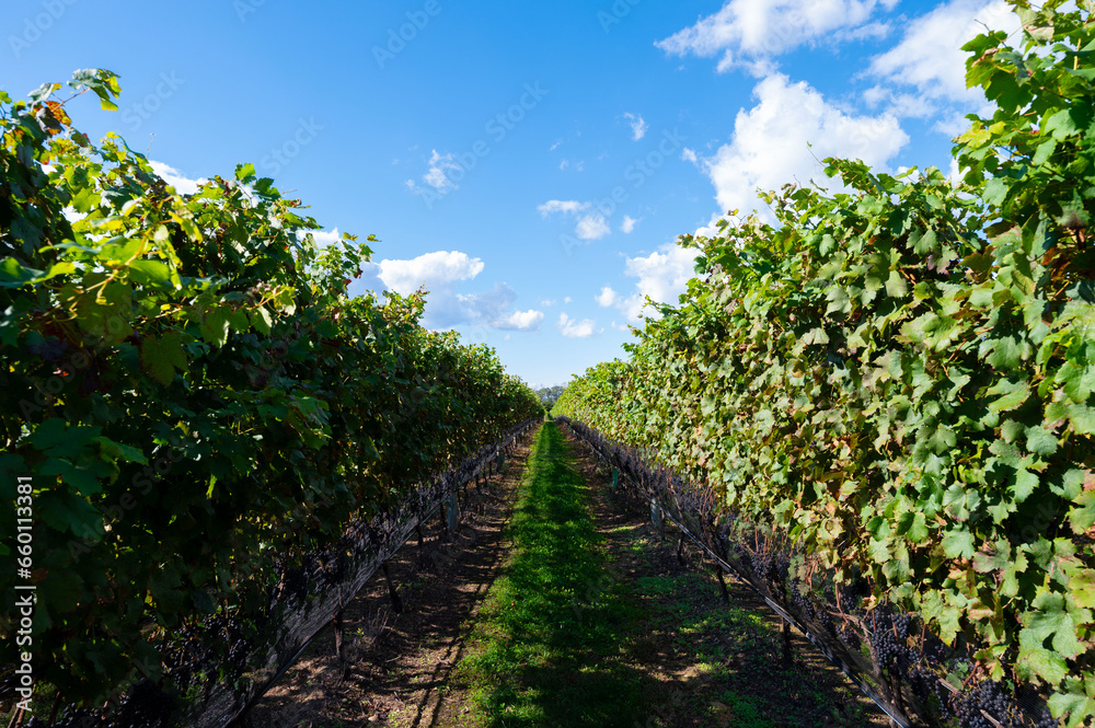 Vineyard Beauty: Rows of Grapes Underneath a Golden Sun