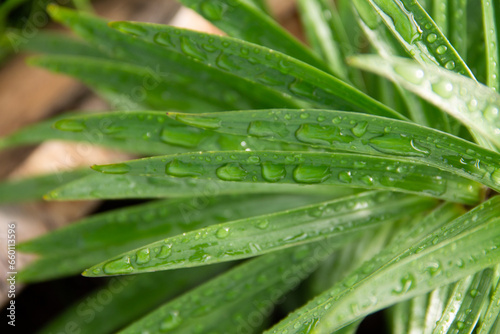 The sharp green leaves of the garden plant aster are covered with raindrops