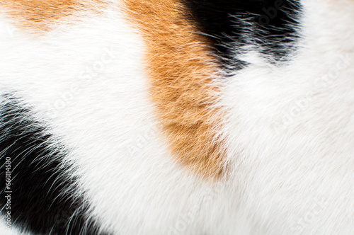 white animal fur with orange and black spots, tricolor cat