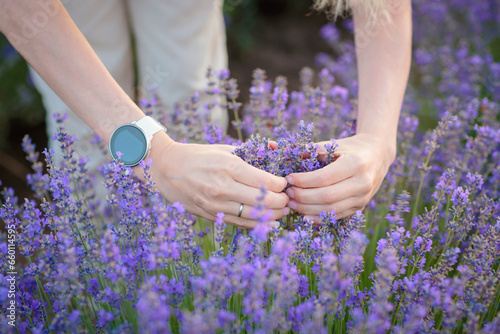 Women's hands in shape of heart on background of blooming lavender. Saving nature and protecting environment concept