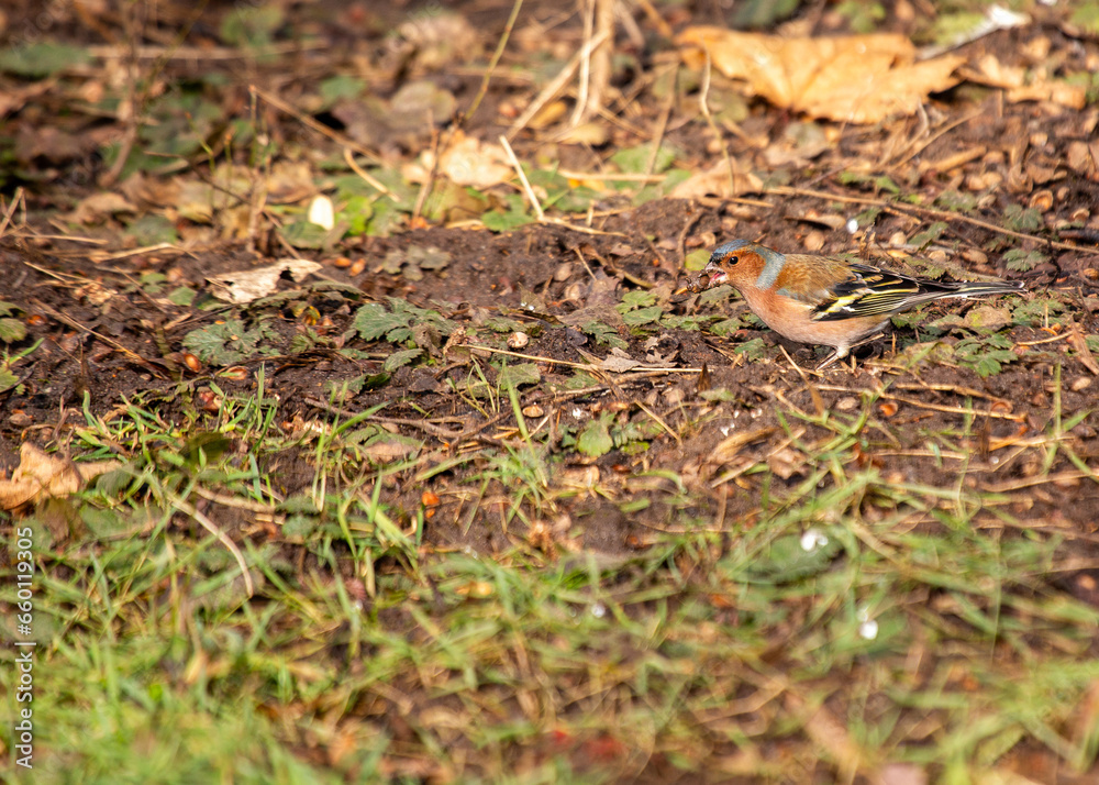 Chaffinch (Fringilla coelebs) - Dublin, Ireland Chaffinch (Fringilla coelebs) - Dublin, Ireland