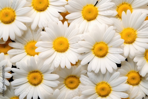 white daisies close up background