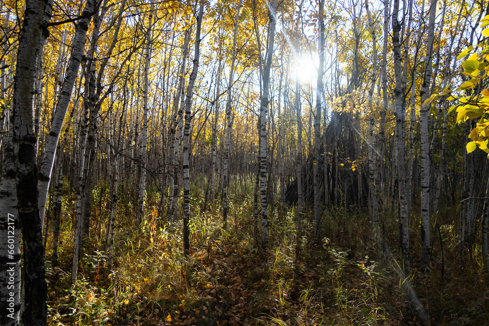 Fall_Forest Fall_Forest