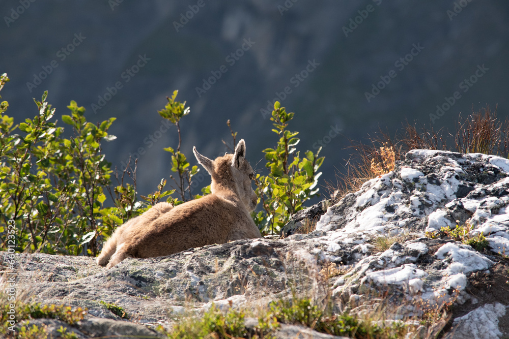 a young Alpine ibex kneels near the camera a young Alpine ibex kneels near the camera