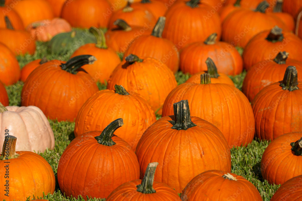 pumpkins on the ground pumpkins on the ground