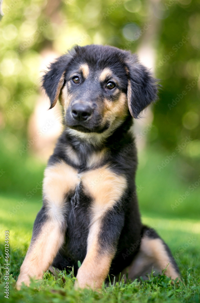 A cute young German Shepherd mixed breed puppy