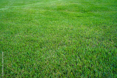 Fototapeta Naklejka Na Ścianę i Meble -  field of lush green St. Augustine grass background
