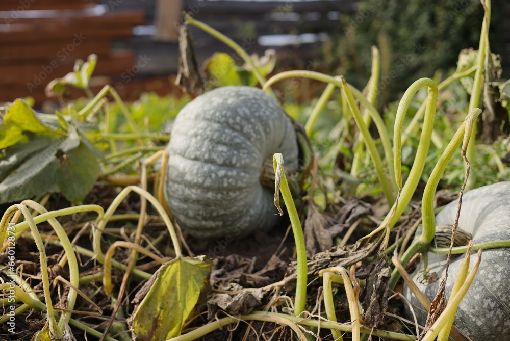 Fototapeta premium golf ball on the grass