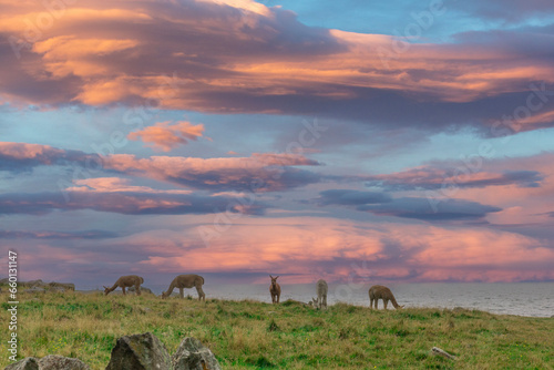 The alpaca is a South American domesticated camel that is adaptable and settles in well