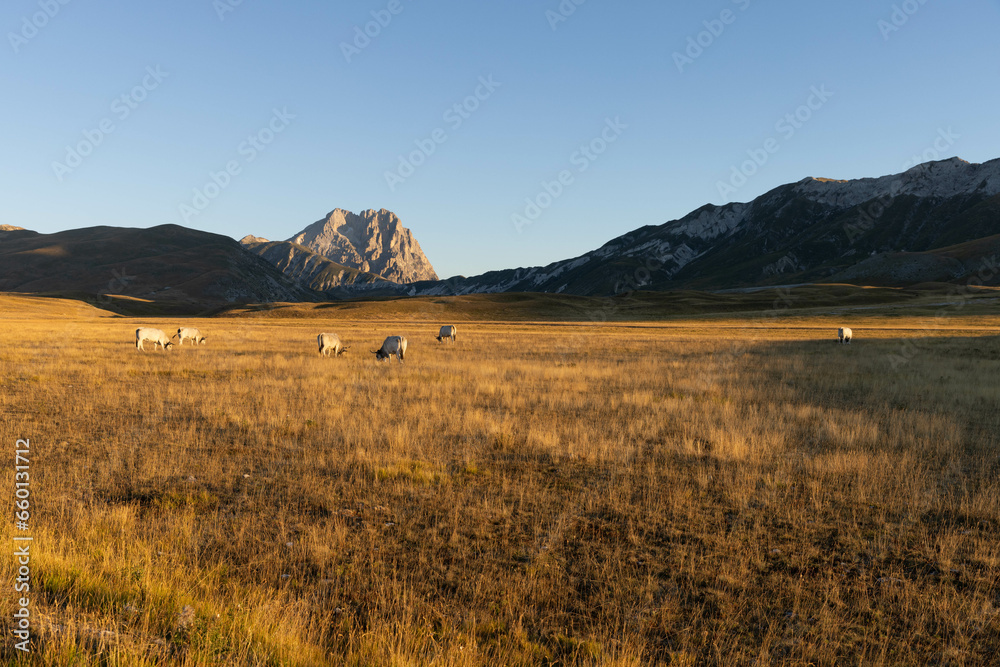 Obraz premium Gran Sasso at sunrise