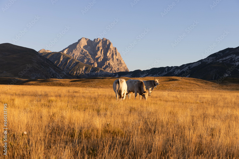 Obraz premium Gran Sasso at sunrise